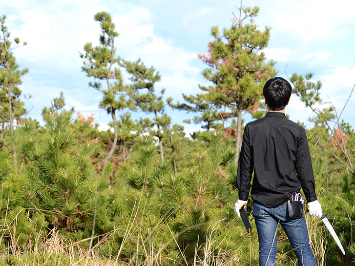 若松 小松 根引松 正月に欠かせない松を種類別に解説します 青山花茂blog