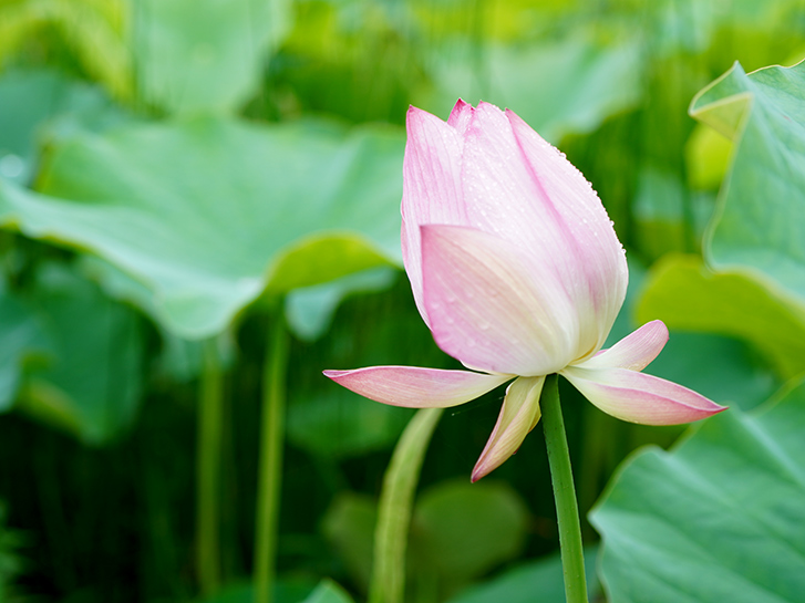 蓮 ハス の花が咲くのはいつ 蓮と睡蓮 スイレン との違いや豆知識をご紹介 青山花茂blog