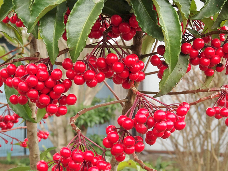 秋から冬の季節 知っておくと楽しくなる赤い実のいろいろ