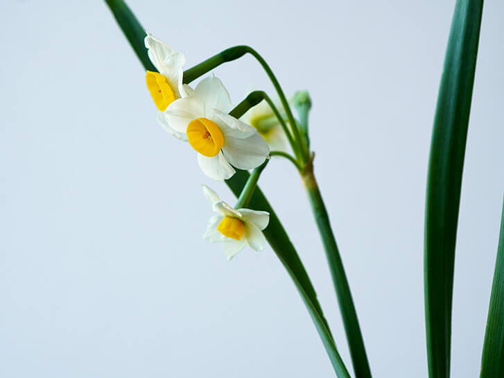 冬に咲く花 水仙 スイセン の魅力 花言葉が うぬぼれ の理由 毒を持つって本当 青山花茂blog