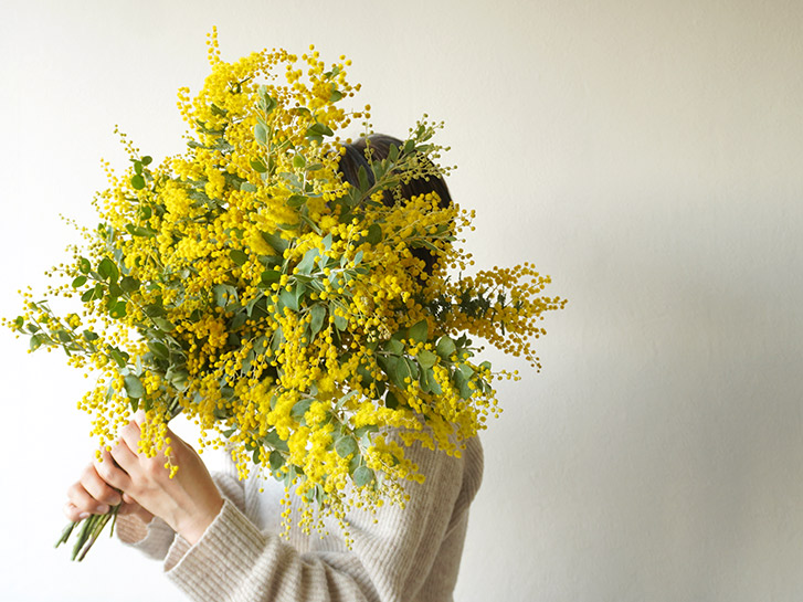 早春の頃に咲く黄色い花・ミモザの特徴 お手入れ方法や飾り方など ...