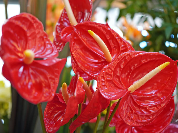 花束に使っても映えるアンスリウム 豊富な種類と可愛らしいハート型が魅力的な夏の花 青山花茂blog