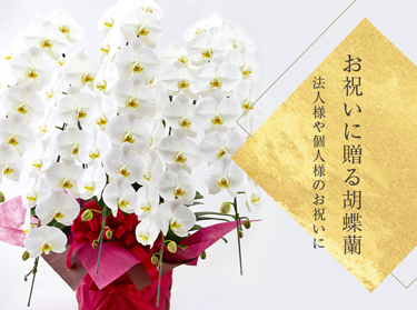 白い大輪胡蝶蘭